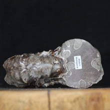 Load image into Gallery viewer, Tractor Ammonite Douvilleiceras - Sophisiticates Oak Leaf Sutures