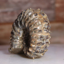 Load image into Gallery viewer, Fossilized ammonite shell on a neutral background
