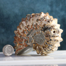 Load image into Gallery viewer, Size comparison with dime of Rich Iron Red Douvilleiceras Tractor Ammonite