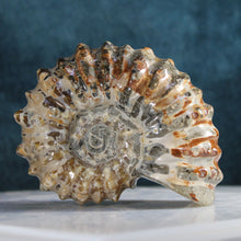 Load image into Gallery viewer, Rich Iron Red Douvilleiceras Tractor Ammonite