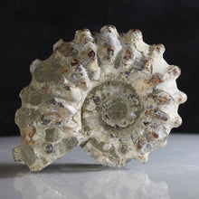 Load image into Gallery viewer, Douvilleiceras Tractor Ammonite Fossil Fish
