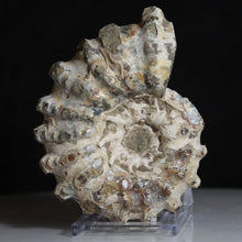 Load image into Gallery viewer, Douvilleiceras Tractor Ammonite Fossil Fish