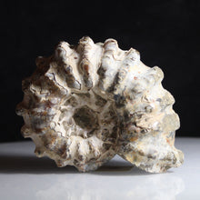 Load image into Gallery viewer, Douvilleiceras Tractor Ammonite Fossil Fish
