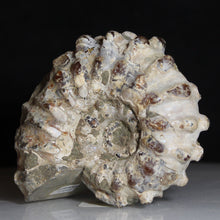 Load image into Gallery viewer, Wide Mouth Douvilleiceras Tractor Ammonite Fossil Fish