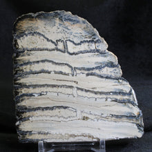 Load image into Gallery viewer, Mammoth Fossil Tooth Florida - Desert Buckeye Gallery