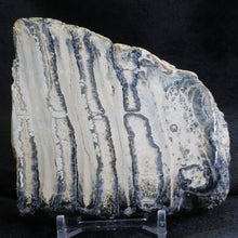 Load image into Gallery viewer, Mammoth Fossil Tooth Florida - Desert Buckeye Gallery