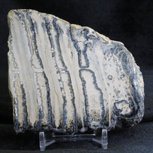 Load image into Gallery viewer, Mammoth Fossil Tooth Florida - Desert Buckeye Gallery