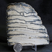 Load image into Gallery viewer, Mammoth Fossil Tooth Florida - Desert Buckeye Gallery