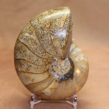 Load image into Gallery viewer, Nautilus Animal Fossil - Madagascar Africa.