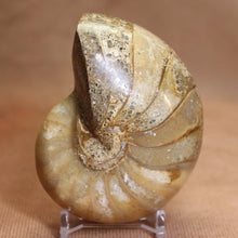 Load image into Gallery viewer, Nautilus Animal Fossil - Madagascar Africa.