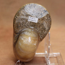 Load image into Gallery viewer, Nautilus Animal Fossil - Madagascar Africa.