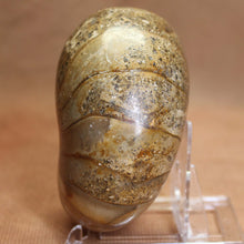 Load image into Gallery viewer, Nautilus Animal Fossil - Madagascar Africa.