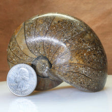 Load image into Gallery viewer, Nautilus Fossil Fish - Madagascar Original.