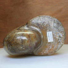 Load image into Gallery viewer, Nautilus Fossil Fish - Madagascar Original.