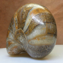 Load image into Gallery viewer, Nautilus Fossil Fish - Madagascar Original.