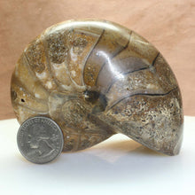 Load image into Gallery viewer, Fossil Nautilus with quarter for scale