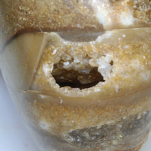 Load image into Gallery viewer, Fossil Nautilus - Madagascar 112 MYA.