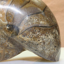 Load image into Gallery viewer, Fossil Nautilus - Madagascar 112 MYA.
