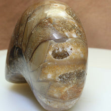 Load image into Gallery viewer, Fossil Nautilus - 112 MYA.