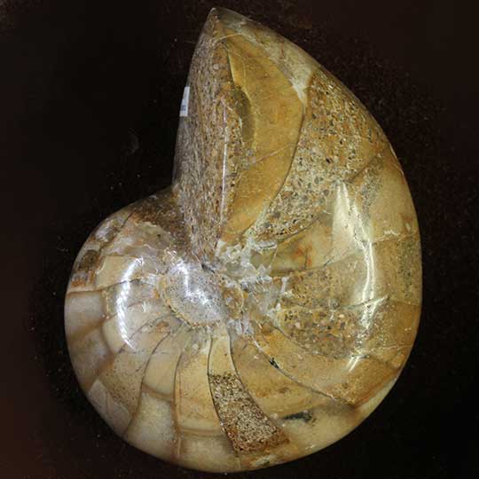 Nautilus and Ammonite Fossils & the Golden Ratio  - Or -  (How I came to Love the Fibonacci Number)