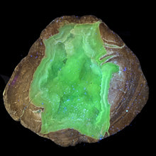 Load image into Gallery viewer, Blue Dugway Open Lumpy Geode Green Fluorescence
