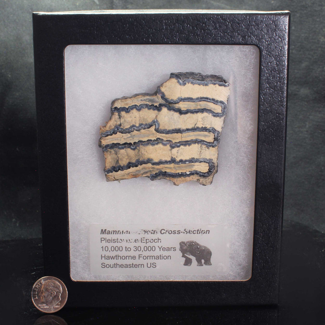 Mammoth Fossil Tooth in Display Case