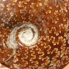 Load image into Gallery viewer, Cleoniceras Ammonite of Madagascar - Fine Suture Details
