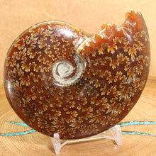 Load image into Gallery viewer, Cleoniceras Ammonite of Madagascar - Fine Suture Details
