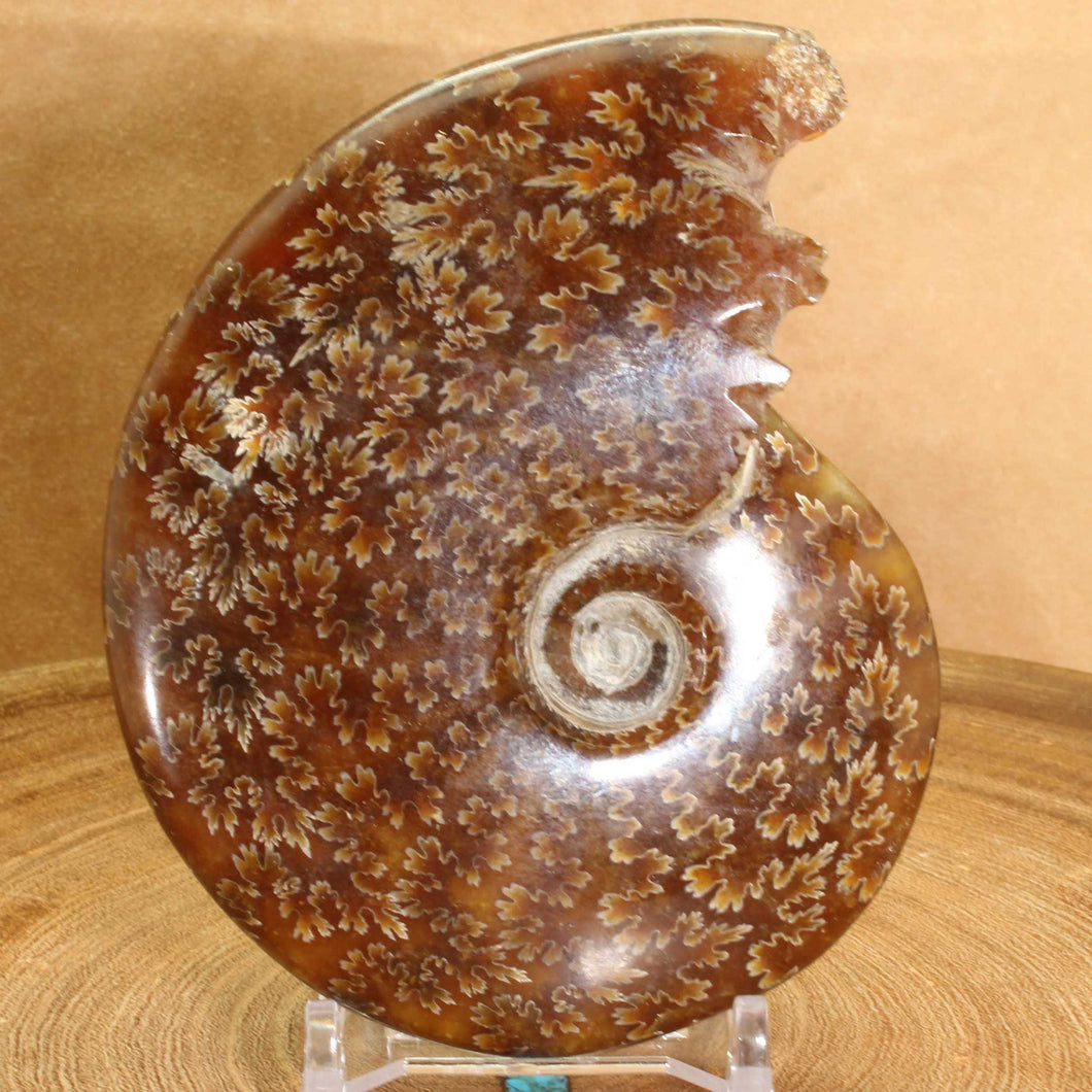 Cleoniceras Ammonite of Madagascar - Fine Suture Details