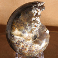 Load image into Gallery viewer, Argonauticeras Ammonite Iridescent Body
