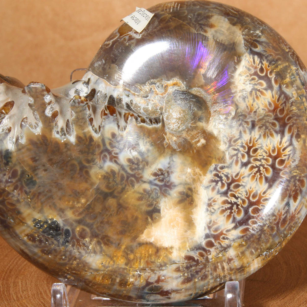 Argonauticeras Ammonite Iridescent Body