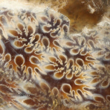 Load image into Gallery viewer, Argonauticeras Ammonite Iridescent Body
