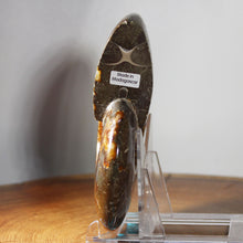 Load image into Gallery viewer, Ammonite Cleoniceras - Dark Brown Rich Gold Oak Leaf Sutures
