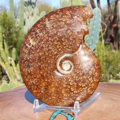 Ancient Ammonite Fossil Fish