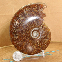 Load image into Gallery viewer, Ammonite Cleoniceras - Superb Mouth Details - Oak Leaf Sutures
