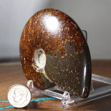 Load image into Gallery viewer, Ammonite Cleoniceras - Dark Brown Oak Leaf Sutures
