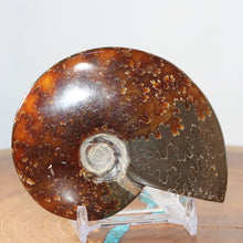 Load image into Gallery viewer, Ammonite Cleoniceras - Dark Brown Oak Leaf Sutures
