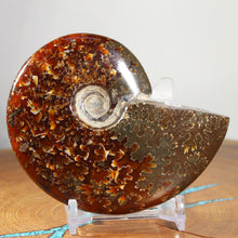 Load image into Gallery viewer, Ammonite Cleoniceras - Dark Brown Oak Leaf Sutures
