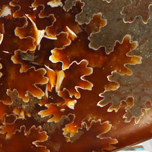 Load image into Gallery viewer, Ammonite Cleoniceras - Dark Brown Oak Leaf Sutures
