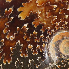 Load image into Gallery viewer, Ammonite Cleoniceras - Dark Brown Rich Gold Oak Leaf Sutures
