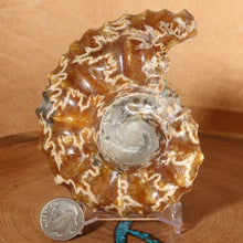 Load image into Gallery viewer, Douvilleiceras (Tractor) Ammonite - Golden Calcite White Sutures
