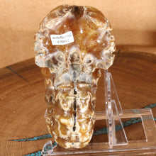 Load image into Gallery viewer, Douvilleiceras (Tractor) Ammonite - Golden Calcite White Sutures

