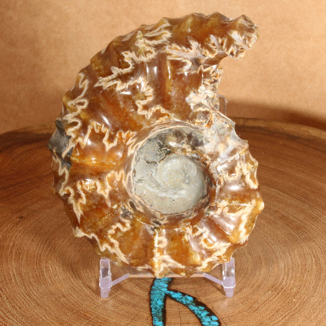 Douvilleiceras (Tractor) Ammonite - Golden Calcite White Sutures