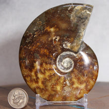 Load image into Gallery viewer, Ammonite Cleoniceras - Brown Yellow Gray Wavy Oak Sutures
