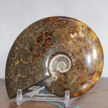 Load image into Gallery viewer, Ammonite Cleoniceras - Brown Yellow Gray Wavy Oak Sutures
