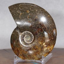 Load image into Gallery viewer, Ammonite Cleoniceras - Brown Yellow Gray Wavy Oak Sutures
