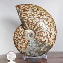 Load image into Gallery viewer, Ammonite Cleoniceras - Rich Gold / Yellow - Oak Leaf Sutures
