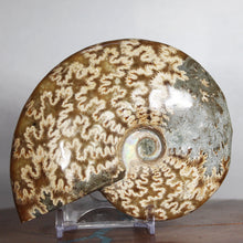 Load image into Gallery viewer, Ammonite Cleoniceras - Rich Gold / Yellow - Oak Leaf Sutures

