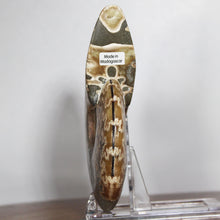 Load image into Gallery viewer, Ammonite Cleoniceras - Rich Gold / Yellow - Oak Leaf Sutures
