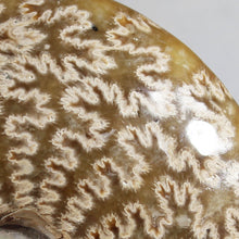 Load image into Gallery viewer, Ammonite Cleoniceras - Rich Gold / Yellow - Oak Leaf Sutures
